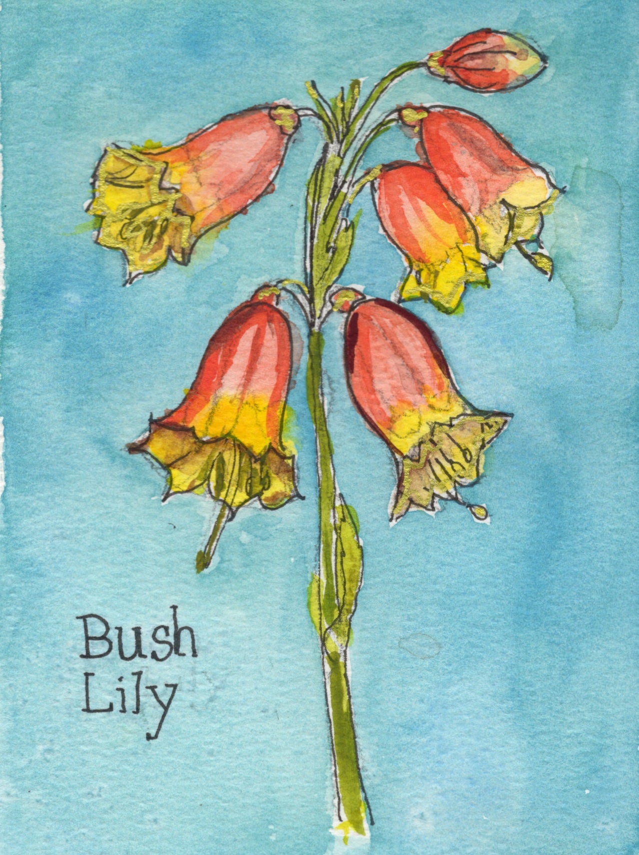 Bush Lily botanical notecard