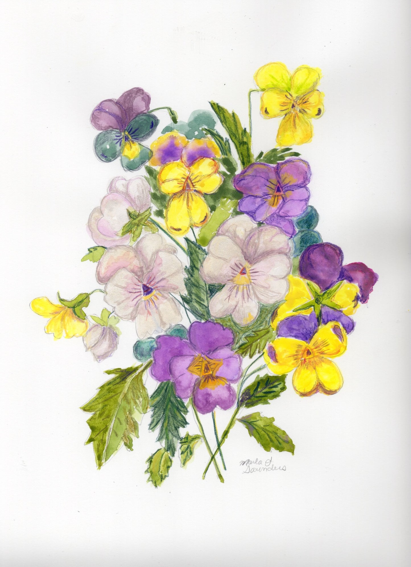Donna's Pansies — giclée print of a watercolor and colored pencil painting of pansies by Marla Saunders