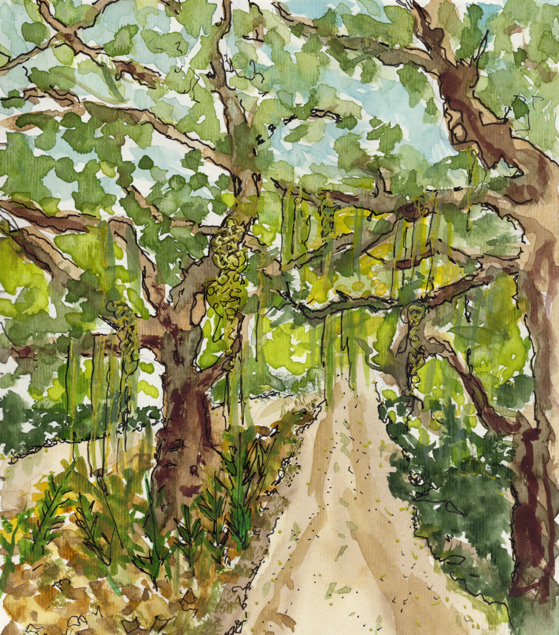 Amelia Island Golden Hour — watercolor live oak over a sand path