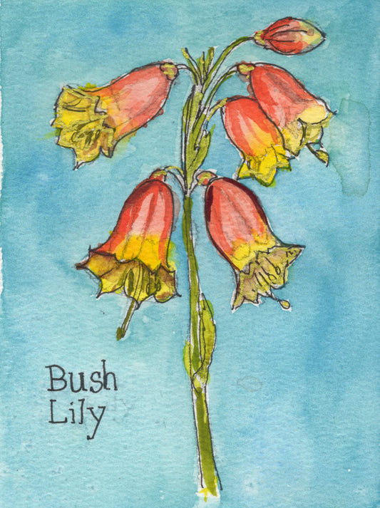 Bush Lily botanical notecard