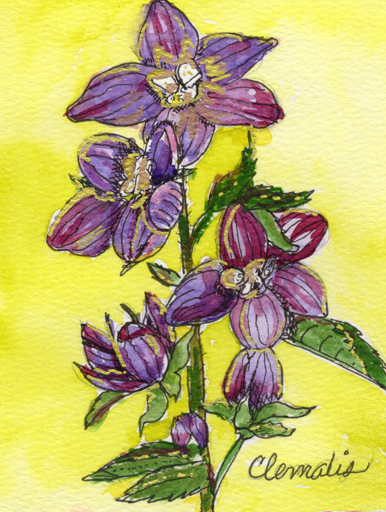 Clematis botanical notecard