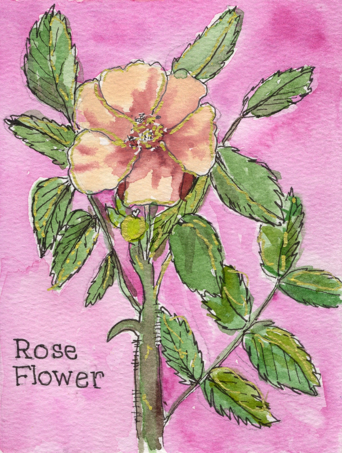Rose botanical notecard