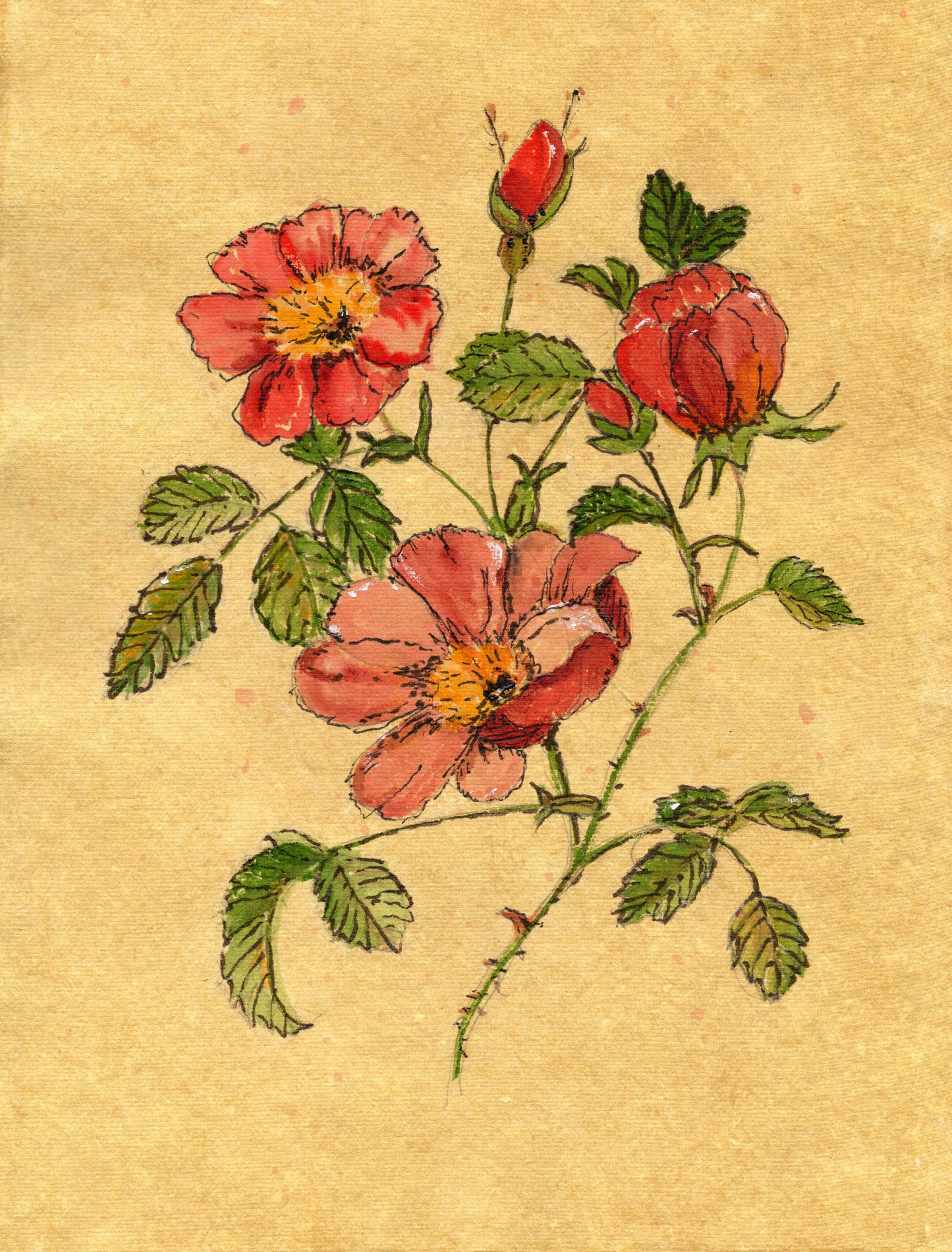 Wild Roses — loose watercolor and pen-and-ink botanical on vintage gold paper by Marla Saunders